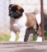 American Akita VIGGO KING OF THE RING (ALL FOR ALMIGHTY kennel) - www.amakitakennel.com - 7 weeks