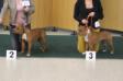 national dog show - open class, 2nd place (with her sister Abigail Golden Goblin - 3rd place) 2017
