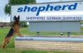 Shepherd. German Shepherd!