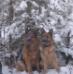 with Kobra  in winter