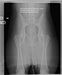 Yana's PennHip X ray 