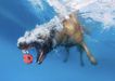 Underwater Dogs Seth Casteel