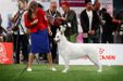 FCI World Dog Show 