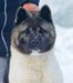 Siberian Hunter INDEPENDENT STAR - 12 month old