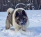 Siberian Hunter INDEPENDENT STAR - 12 month old