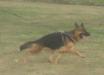 ANNA in BOGHAUS Kennel