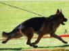 Balu in the ring!!