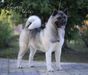 American Akita SIBERIAN HUNTER AVRORA  (owner ALL FOR ALMIGHTY kennel) - www.amakitakennel.com 