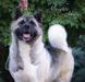 American Akita SIBERIAN HUNTER AVRORA  (owner ALL FOR ALMIGHTY kennel) - www.amakitakennel.com 