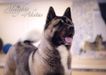 American Akita SIBERIAN HUNTER AVRORA  (owner ALL FOR ALMIGHTY kennel) - www.amakitakennel.com 