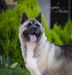 American Akita SIBERIAN HUNTER AVRORA  (owner ALL FOR ALMIGHTY kennel) - www.amakitakennel.com 