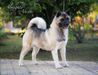 American Akita SIBERIAN HUNTER AVRORA  (owner ALL FOR ALMIGHTY kennel) - www.amakitakennel.com 