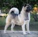 American Akita SIBERIAN HUNTER AVRORA  (owner ALL FOR ALMIGHTY kennel) - www.amakitakennel.com 