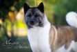 American Akita INDI (ALL FOR ALMIGHTY kennel) - www.amakitakennel.com