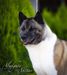 American Akita INDI (ALL FOR ALMIGHTY kennel) - www.amakitakennel.com