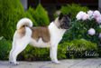 American Akita INDI (ALL FOR ALMIGHTY kennel) - www.amakitakennel.com