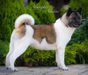 American Akita INDI (ALL FOR ALMIGHTY kennel) - www.amakitakennel.com