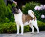 American Akita INDI (ALL FOR ALMIGHTY kennel) - www.amakitakennel.com