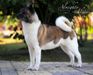 American Akita INDI (ALL FOR ALMIGHTY kennel) - www.amakitakennel.com