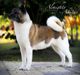 American Akita INDI (ALL FOR ALMIGHTY kennel) - www.amakitakennel.com