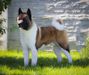 American Akita All for ALMIGHTY BEFORE HEAVEN (SIMMET) (owner ALL FOR ALMIGHTY kennel) - www.amakitakennel.com