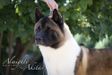American Akita All for ALMIGHTY BEFORE HEAVEN (SIMMET) (owner ALL FOR ALMIGHTY kennel) - www.amakitakennel.com