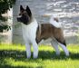 American Akita All for ALMIGHTY BEFORE HEAVEN (SIMMET) (owner ALL FOR ALMIGHTY kennel) - www.amakitakennel.com