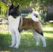 American Akita All for ALMIGHTY BEFORE HEAVEN (SIMMET) (owner ALL FOR ALMIGHTY kennel) - www.amakitakennel.com