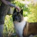 American Akita All for ALMIGHTY BEFORE HEAVEN (SIMMET) (owner ALL FOR ALMIGHTY kennel) - www.amakitakennel.com