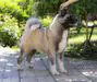 merican Akita AMFASHION PRINCESS LEIA  (ALL FOR ALMIGHTY kennel) - www.amakitakennel.com 