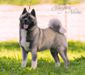 American Akita AMFASHION PRINCESS LEIA  (ALL FOR ALMIGHTY kennel) - www.amakitakennel.com 