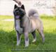 American Akita AMFASHION PRINCESS LEIA  (ALL FOR ALMIGHTY kennel) - www.amakitakennel.com 