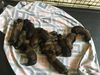 First litter. 12 pups total. 4 males. 8 females 