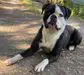 Great Lakes JJ @ Rosebull Kennel American Bulldogs
