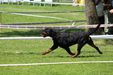 Lara 8 years old, still flying in the ring