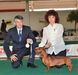 Jumper Italia Basotto Klub show 2014.intermediate cl. ex1 , CAC