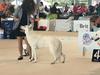 World Dog Show 2021 Brno, 4th place in Junior Class