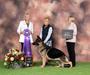 Winners Dog at 2021 GSDCA National under judge Linda Bankhead
