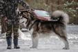 Sumerechnyy Volk Werewolf From Quileute