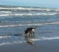 Searching for the shell I threw into the surf.  Giza has a tremendous nose for detection