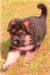 Young Puppy