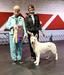Best in Show