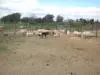 Lamb Inspection
