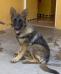 KIM VON XINANTECATL,STUD DOG IN MEXICO CITY