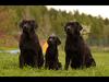 Xenie Lab z Vlčích luk z dcerami - Debie Jarmich-Chalupy, Anneke Jarmich-Chalupy