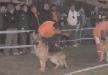GSD shows - 2010
