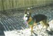 Rex at 2 yrs old