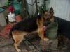 Rex gettng a drink
