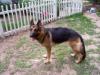 Rex  at home