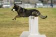 Obedience